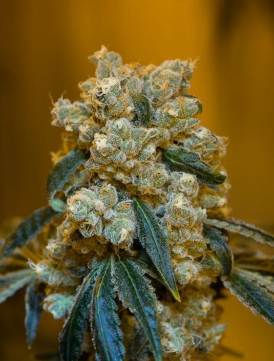 Old School Skunk 2.0 La Flor De La Vida Alagon